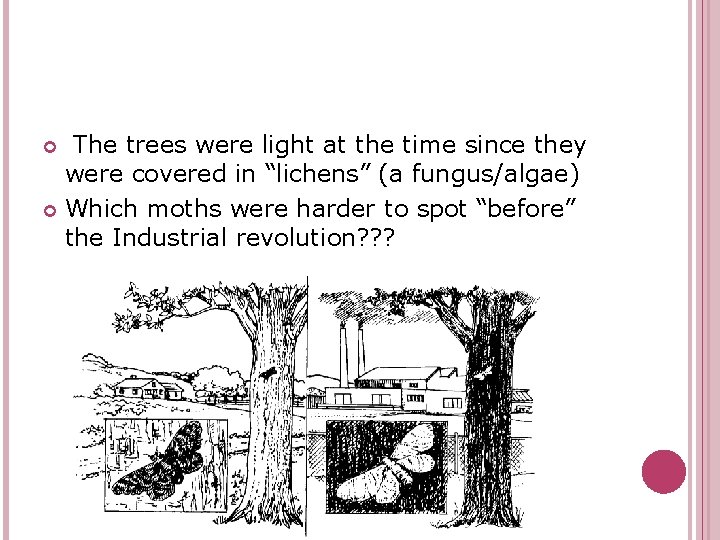 The trees were light at the time since they were covered in “lichens” (a