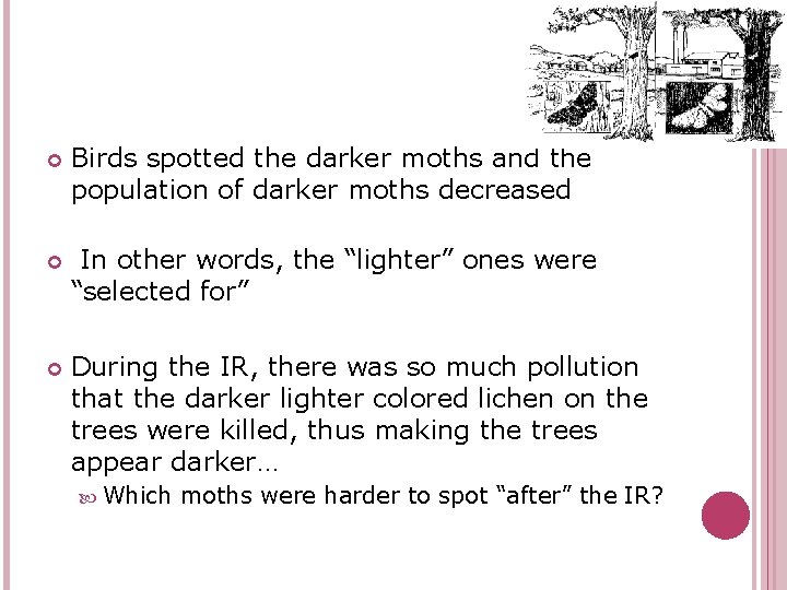  Birds spotted the darker moths and the population of darker moths decreased In