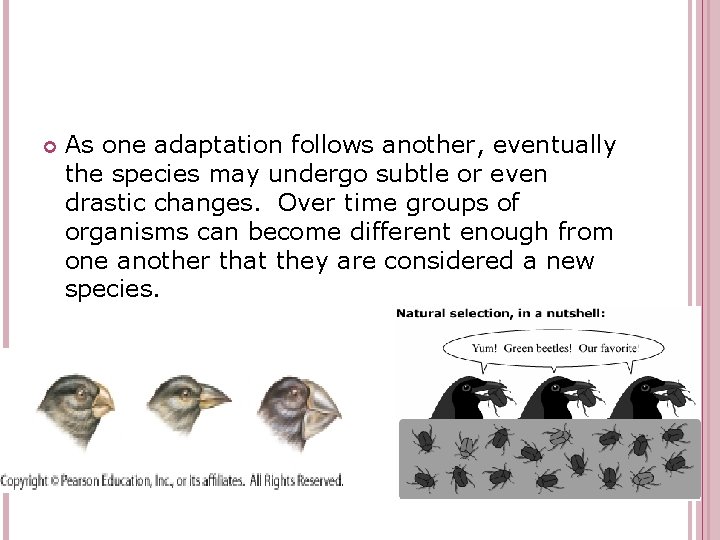  As one adaptation follows another, eventually the species may undergo subtle or even