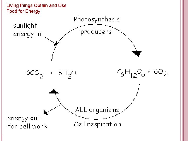 Living things Obtain and Use Food for Energy 