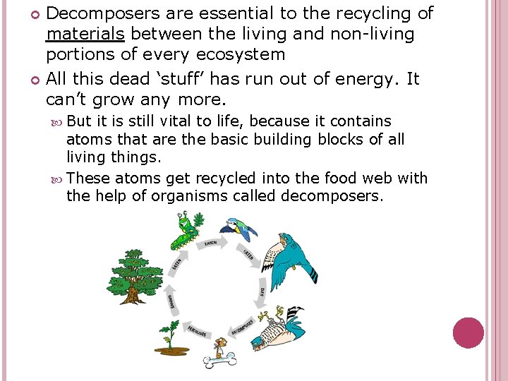 Decomposers are essential to the recycling of materials between the living and non-living portions