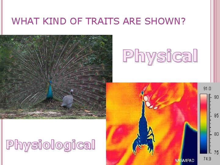 WHAT KIND OF TRAITS ARE SHOWN? Physical Physiological 