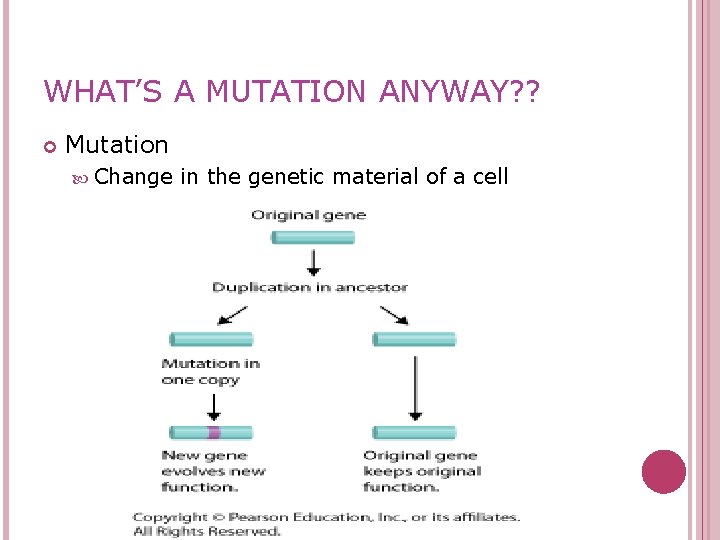WHAT’S A MUTATION ANYWAY? ? Mutation Change in the genetic material of a cell