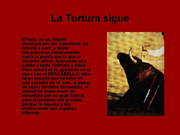 La Tortura sigue El toro, en un intento desesperado por sobrevivir, se resiste a