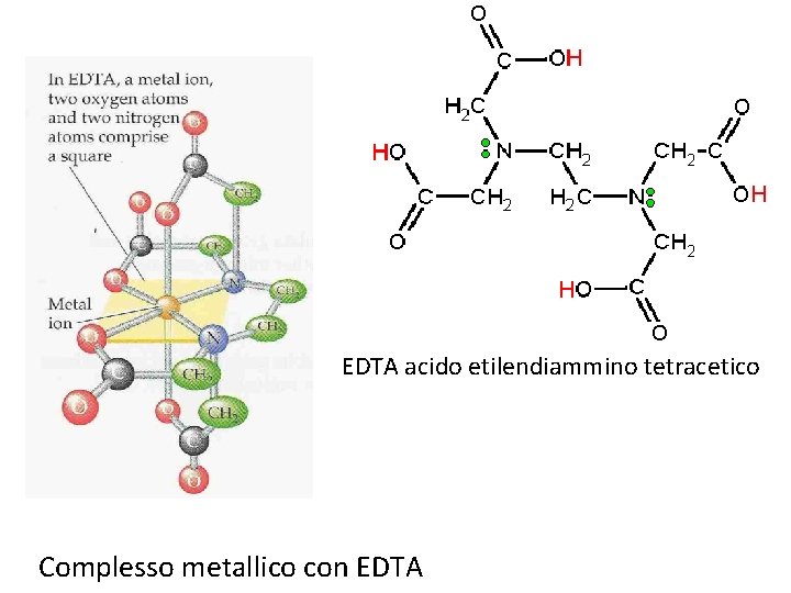 EDTA acido etilendiammino tetracetico Complesso metallico con EDTA 