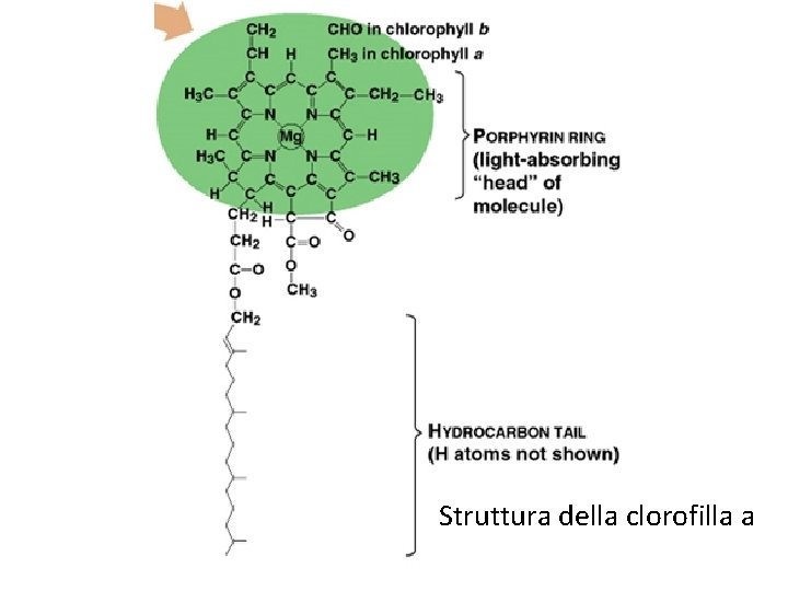 Struttura della clorofilla a 