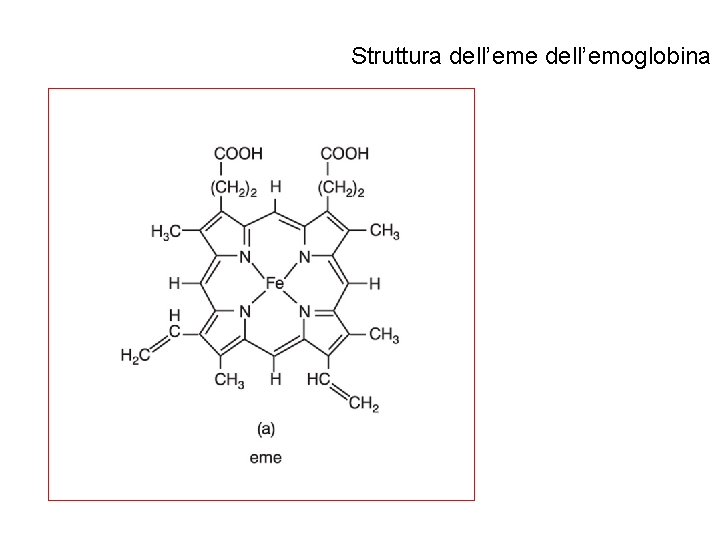 Struttura dell’eme dell’emoglobina 