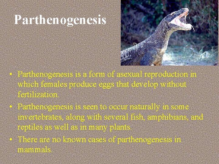 Parthenogenesis • Parthenogenesis is a form of asexual reproduction in which females produce eggs