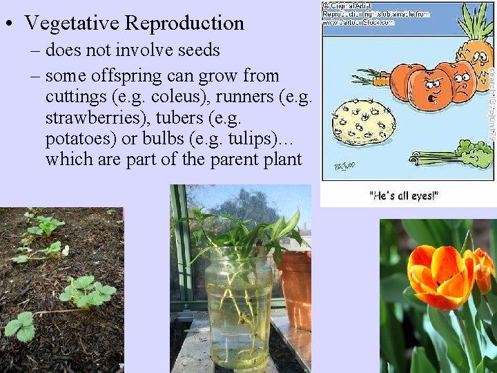  • Vegetative Reproduction – does not involve seeds – some offspring can grow