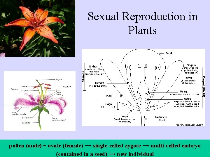 Sexual Reproduction in Plants pollen (male) + ovule (female) → single-celled zygote → multi-celled