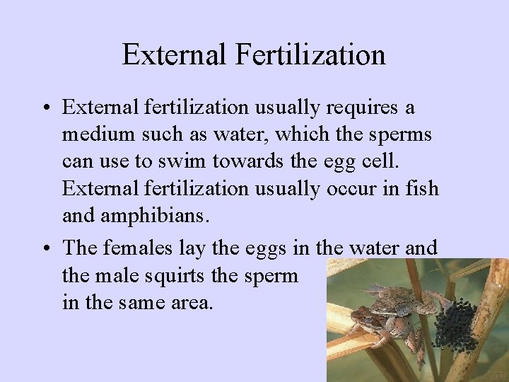 External Fertilization • External fertilization usually requires a medium such as water, which the