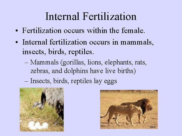 Internal Fertilization • Fertilization occurs within the female. • Internal fertilization occurs in mammals,