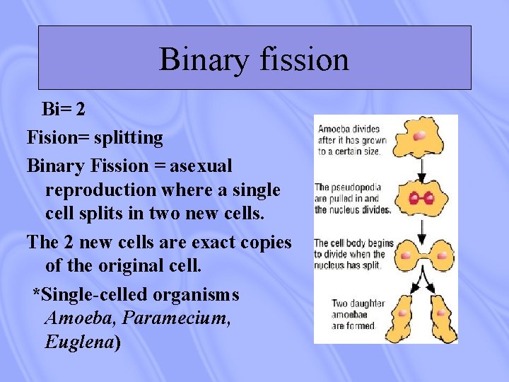 Binary fission Bi= 2 Fision= splitting Binary Fission = asexual reproduction where a single