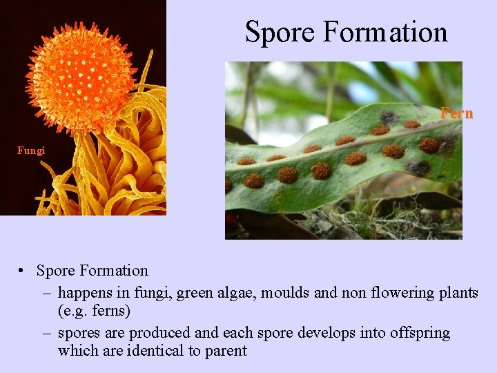 Spore Formation Fern Fungi • Spore Formation – happens in fungi, green algae, moulds