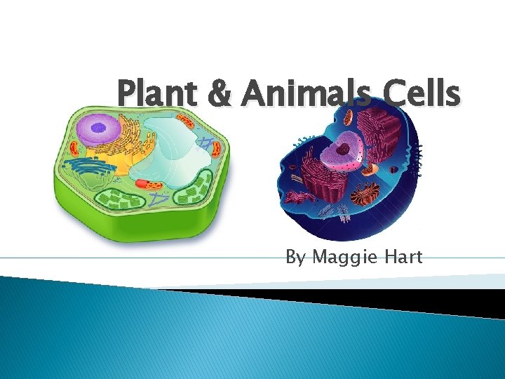 Plant & Animals Cells By Maggie Hart 