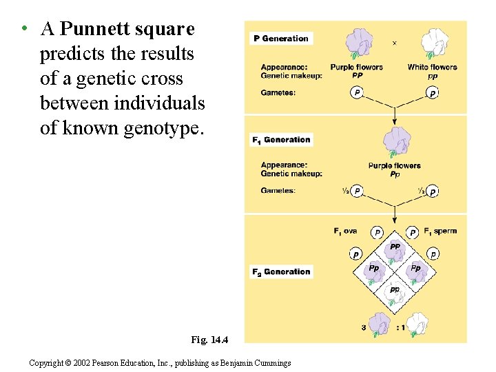  • A Punnett square predicts the results of a genetic cross between individuals