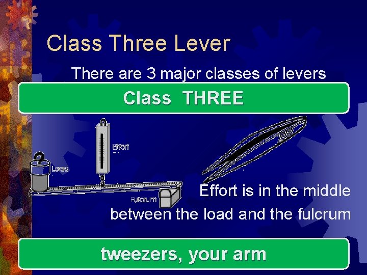 Class Three Lever There are 3 major classes of levers Class THREE Effort is