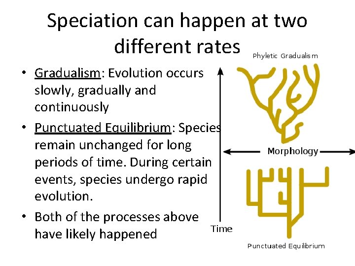 Speciation can happen at two different rates • Gradualism: Evolution occurs slowly, gradually and