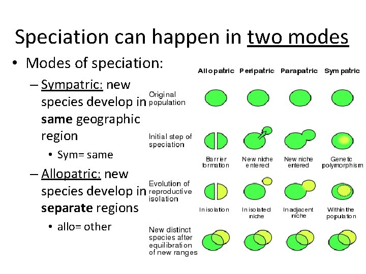 Speciation can happen in two modes • Modes of speciation: – Sympatric: new species