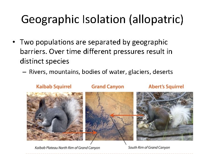 Geographic Isolation (allopatric) • Two populations are separated by geographic barriers. Over time different