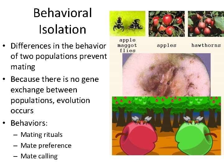 Behavioral Isolation • Differences in the behavior of two populations prevent mating • Because