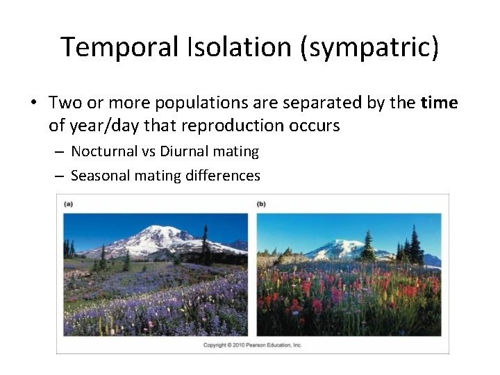 Temporal Isolation (sympatric) • Two or more populations are separated by the time of