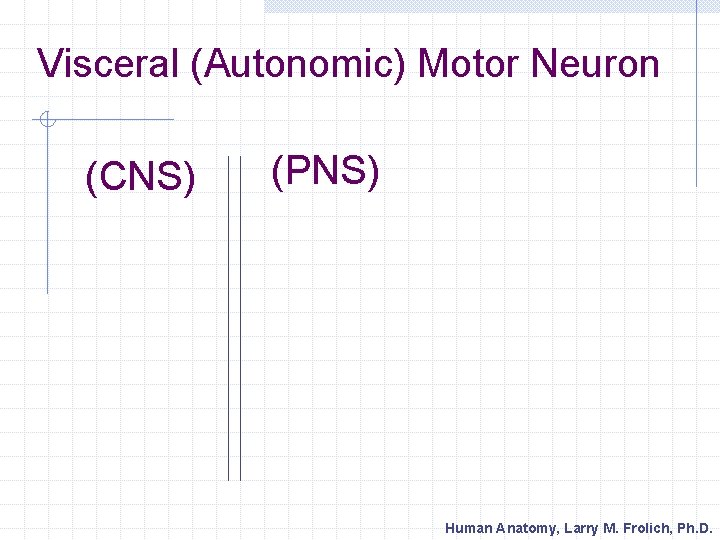 Visceral (Autonomic) Motor Neuron (CNS) (PNS) Human Anatomy, Larry M. Frolich, Ph. D. 