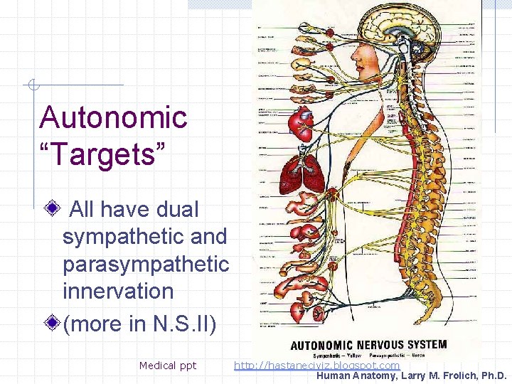 Autonomic “Targets” All have dual sympathetic and parasympathetic innervation (more in N. S. II)