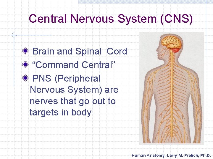 Central Nervous System (CNS) Brain and Spinal Cord “Command Central” PNS (Peripheral Nervous System)
