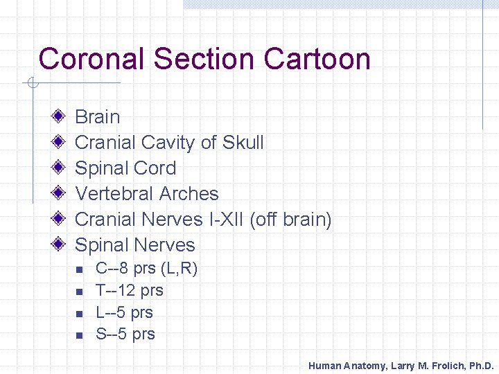 Coronal Section Cartoon Brain Cranial Cavity of Skull Spinal Cord Vertebral Arches Cranial Nerves