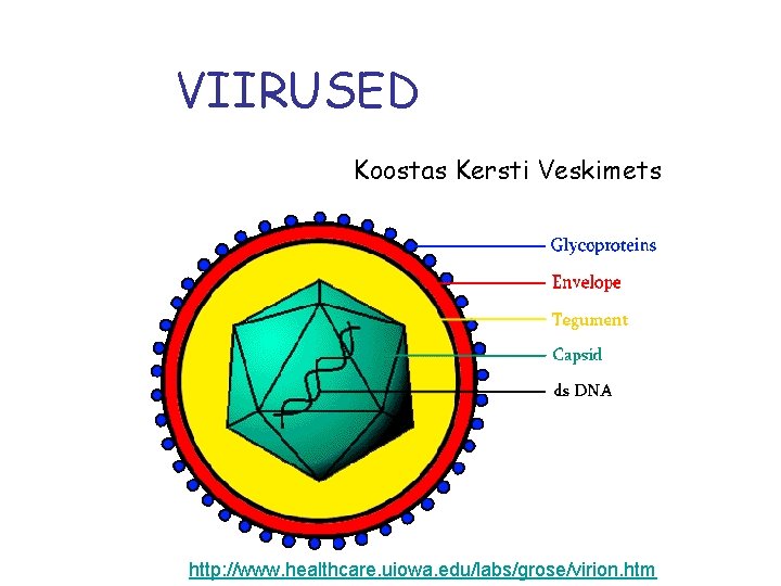 VIIRUSED Koostas Kersti Veskimets http: //www. healthcare. uiowa. edu/labs/grose/virion. htm 