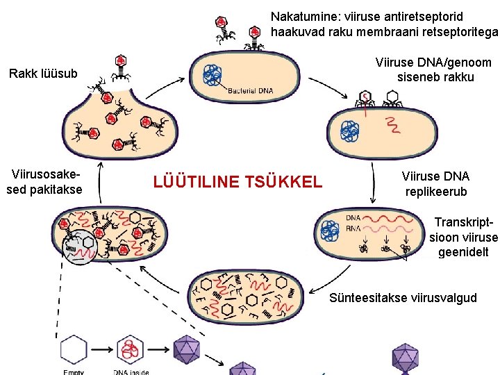 Nakatumine: viiruse antiretseptorid haakuvad raku membraani retseptoritega Viiruse DNA/genoom siseneb rakku Rakk lüüsub Viirusosakesed