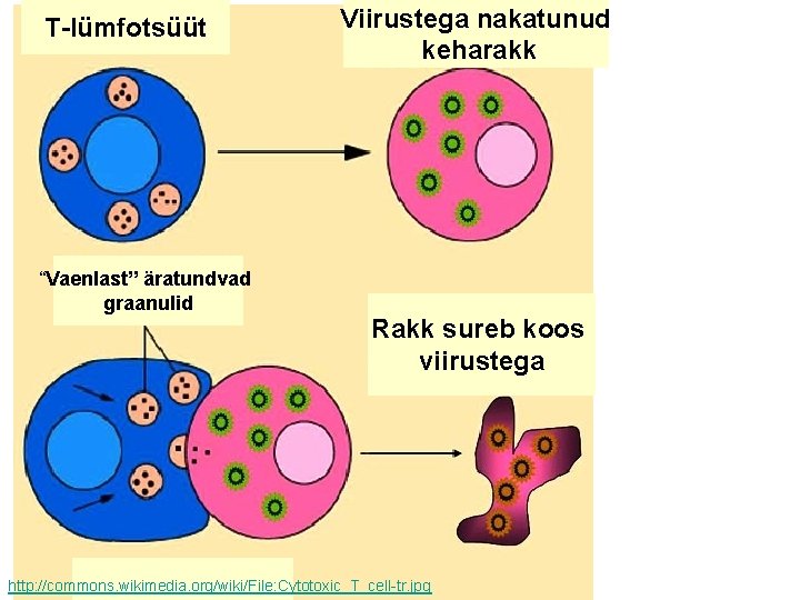 T-lümfotsüüt “Vaenlast” äratundvad graanulid Viirustega nakatunud keharakk Rakk sureb koos viirustega http: //commons. wikimedia.