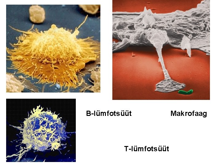 B-lümfotsüüt T-lümfotsüüt Makrofaag 