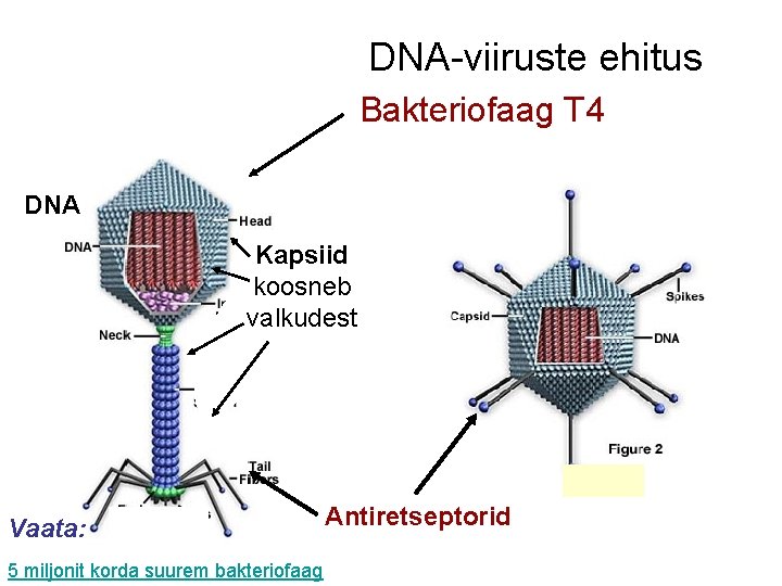 DNA-viiruste ehitus Bakteriofaag T 4 DNA Kapsiid koosneb valkudest Vaata: 5 miljonit korda suurem