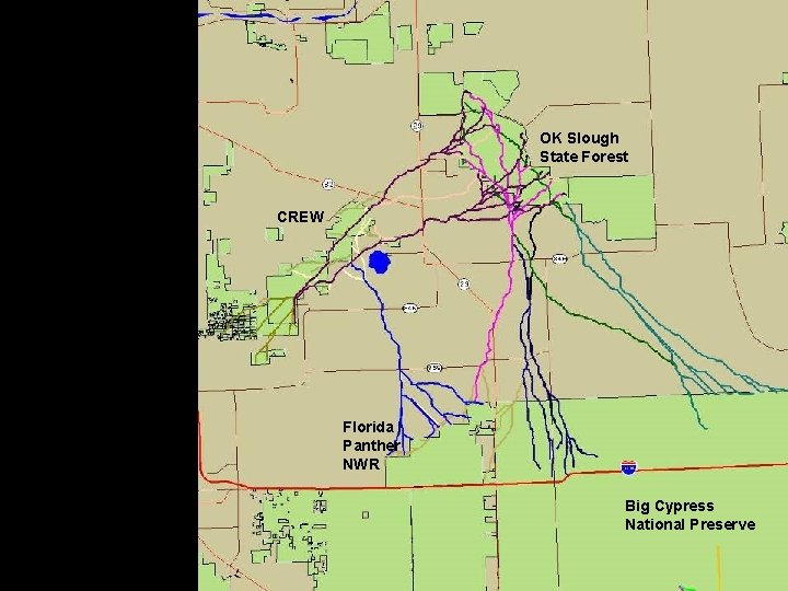 OK Slough State Forest CREW Florida Panther NWR Big Cypress National Preserve 