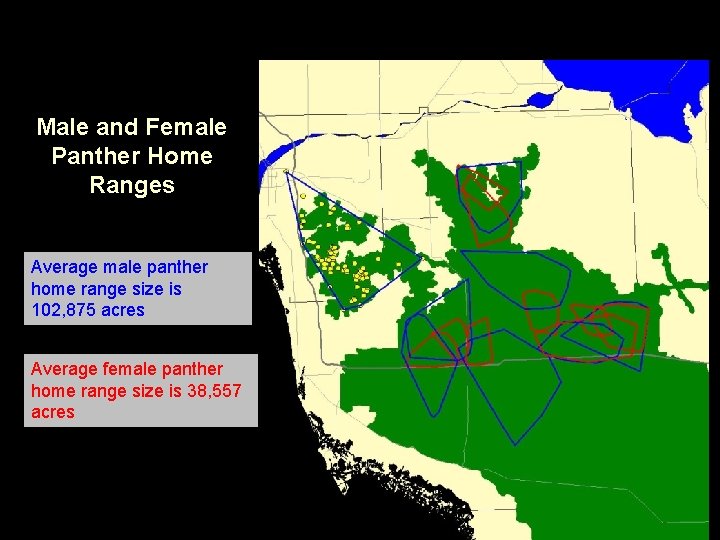 Male and Female Panther Home Ranges Average male panther home range size is 102,