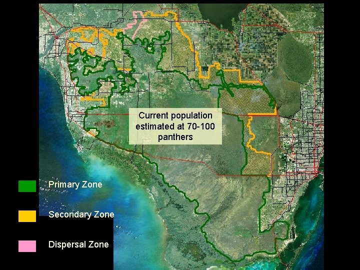 Current population estimated at 70 -100 panthers Primary Zone Secondary Zone Dispersal Zone 