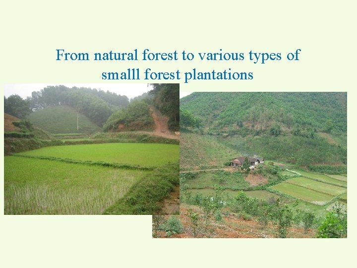 From natural forest to various types of smalll forest plantations 