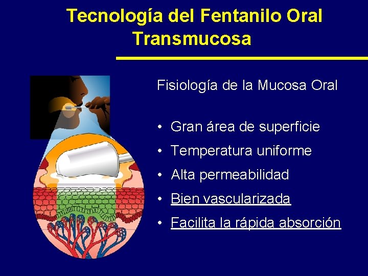 Tecnología del Fentanilo Oral Transmucosa Fisiología de la Mucosa Oral • Gran área de