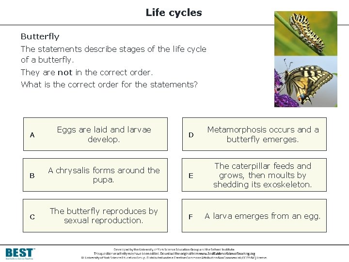 Life cycles Butterfly The statements describe stages of the life cycle of a butterfly.