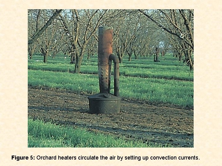 Figure 5: Orchard heaters circulate the air by setting up convection currents. 