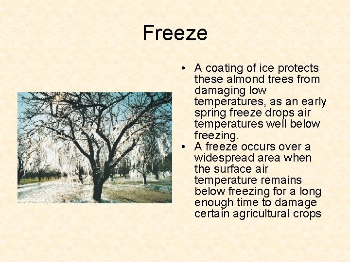 Freeze • A coating of ice protects these almond trees from damaging low temperatures,