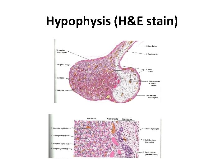 Hypophysis (H&E stain) 