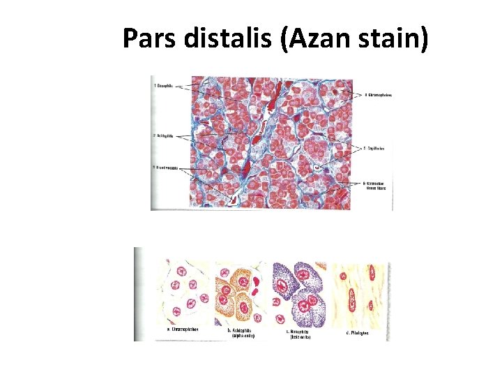 Pars distalis (Azan stain) 