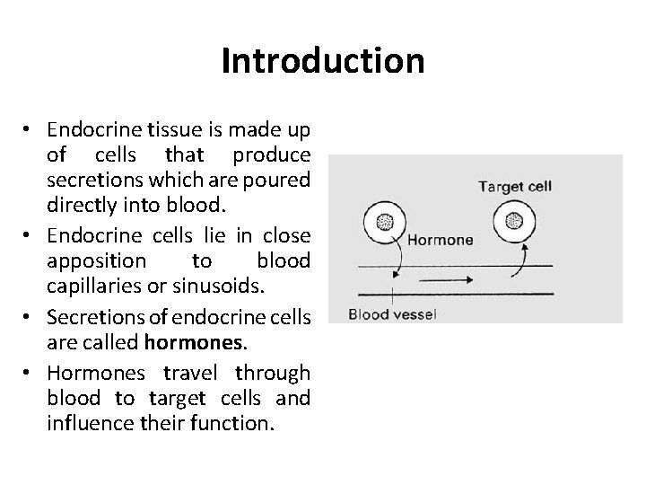 Introduction • Endocrine tissue is made up of cells that produce secretions which are