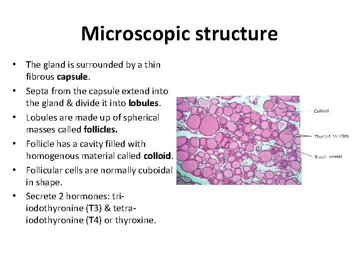 Microscopic structure • The gland is surrounded by a thin fibrous capsule. • Septa