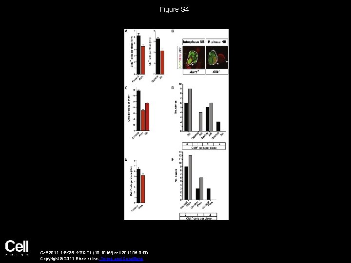 Figure S 4 Cell 2011 146435 -447 DOI: (10. 1016/j. cell. 2011. 06. 040)