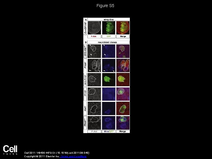 Figure S 5 Cell 2011 146435 -447 DOI: (10. 1016/j. cell. 2011. 06. 040)