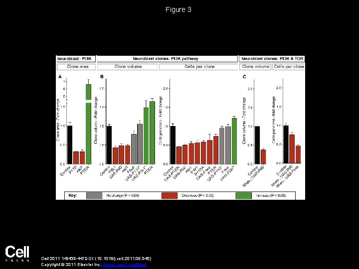 Figure 3 Cell 2011 146435 -447 DOI: (10. 1016/j. cell. 2011. 06. 040) Copyright